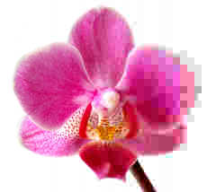 Phalaenopsis JPEG.png